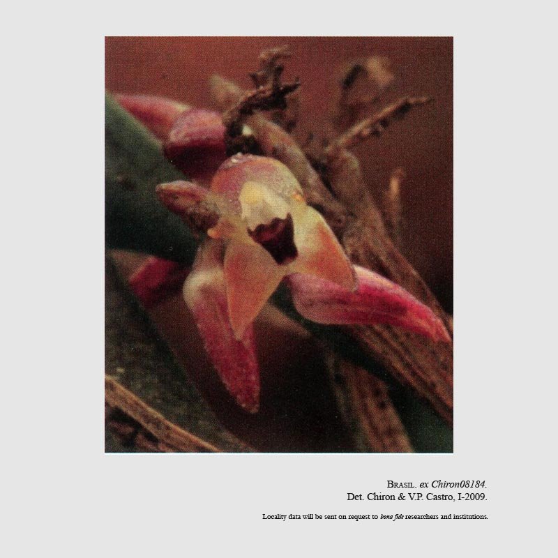 Anathallis bolsanelloi